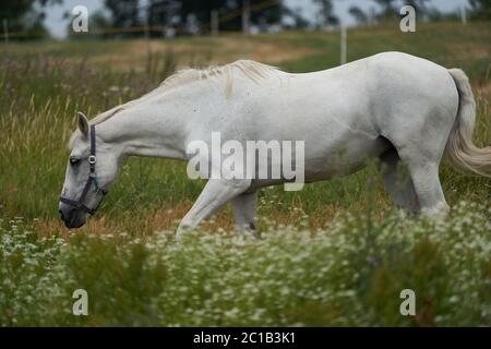 Weißes Pferd Equus ferus caballus Portrait Gras Stockfoto