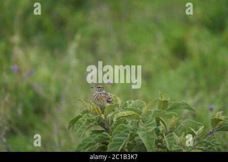 Lerchen Singvogel Alaudidae Tansania Portrait klar Stockfoto