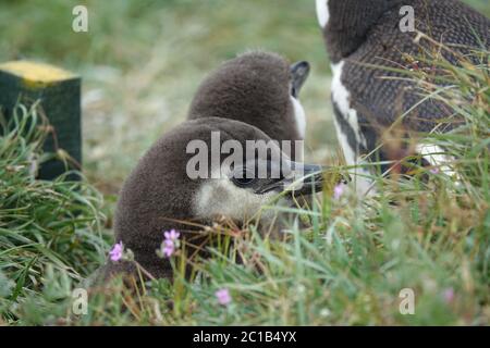 Gefangennahme eines Magellanic Pinguins in Punta Arenas, Chile. Stockfoto