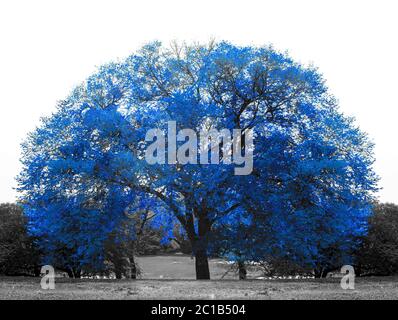 Großer blauer Baum in schwarz-weißer Landschaft im Central Park, New York City NYC Stockfoto