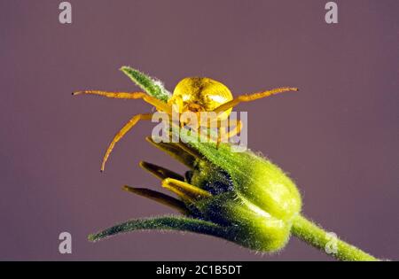 Detail einer Goldrutenkrabbe Spinne, Misumena vatia, auf einer Balsamroot Wildblume. Sie können ihre Farbe von weiß zu gelb ändern, um sie in wi zu überblenden Stockfoto