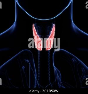 Menschliche Körper Drüsen Lappen der Schilddrüse Anatomie Stockfoto