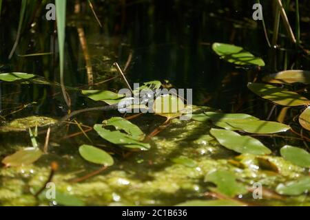 Gras Schlange im See Natrix Natrix Porträt Stockfoto