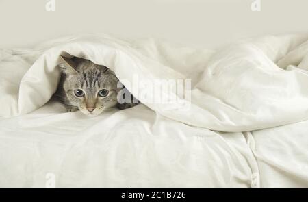 Thai Katze liegt unter Decke auf dem Bett Stockfoto