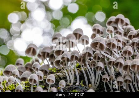 Unterseite Ansicht eines Clusters von Coprinellus disseminatus Pilzen in der Familie der Psathyrellaceae, die auf einem gefallenen Baumstamm in einem tropischen Dschungel wächst. Stockfoto