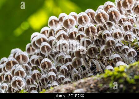 Unterseite Ansicht eines Clusters von Coprinellus disseminatus Pilzen in der Familie der Psathyrellaceae, die auf einem gefallenen Baumstamm in einem tropischen Dschungel wächst. Stockfoto