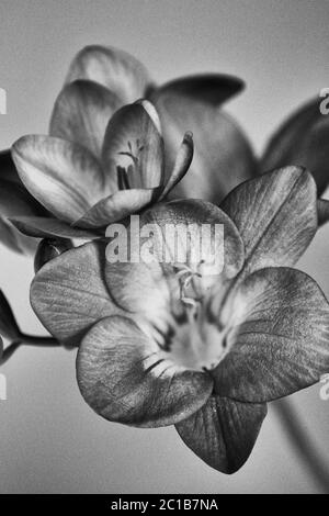 Schwarz-weiß holländische Blumenstrauß Studiofotografie. Gerberas Fresias, Rosen, Nelkenblumen. Klassischer Look Stockfoto