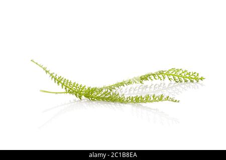 Native Schafgarbe wildflower verlässt. Stockfoto