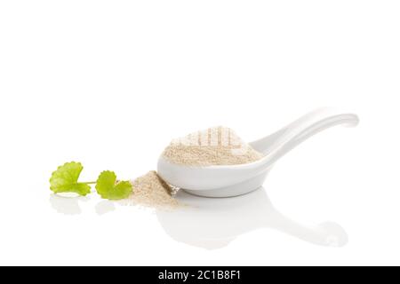 Asiatische Pennywort Gotu Kola. Stockfoto