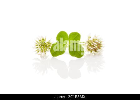 Junge Blume der Weißklee auf weißem Hintergrund. Stockfoto