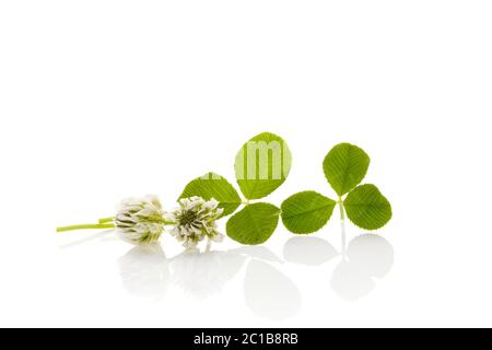 Junge Blume der Weißklee Stockfoto