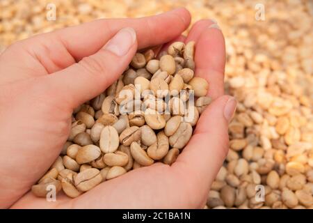 Frisch getrocknete Kaffeebohnen in weiblicher Hand. Stockfoto