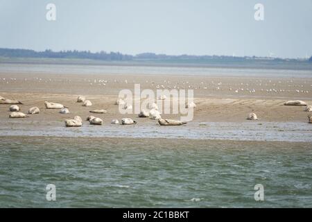 Hafen- oder Hafenrobbe Phoca vitulina auch gemeinsame Dichtung und echte Dichtung graue Dichtung Sandgruppe Stockfoto