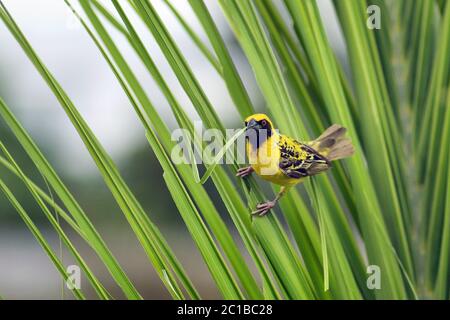 Dorfweber (Männchen) - Ploceus cucucullatus Stockfoto