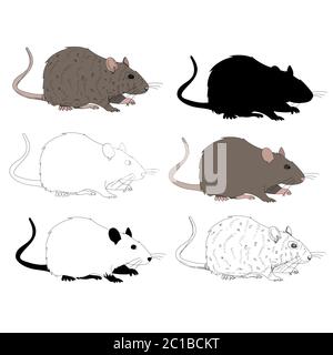 vektor, auf weißem Hintergrund, Ratte, Maus, mit Silhouette und Skizze gesetzt Stock Vektor
