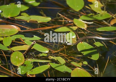 Gras Schlange im See Natrix Natrix Porträt Stockfoto