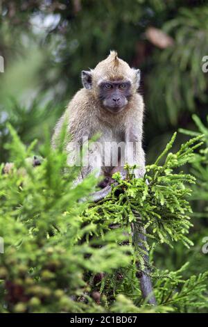 Krabbenfressende Makaken - Macaca fascicularis Stockfoto