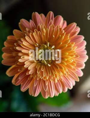 Eine Nahaufnahme einer gelben und rosa Gerbera Blume Stockfoto