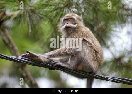 Krabbenfressende Makaken - Macaca fascicularis Stockfoto