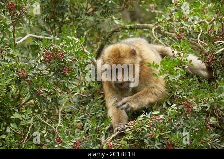 Nahaufnahme der Barbary macaque Affen von Gibraltar. Stockfoto