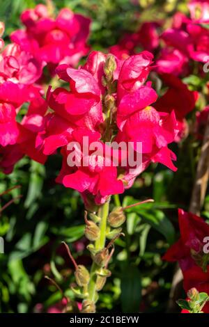 Antirrhinum majus 'Ruby' eine rote krautige mehrjährige Frühlings Sommer Herbst Blume Pflanze allgemein als Snapdragon bekannt Stockfoto