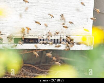 Bienen fliegen am Bienenstock Eingang. Nach oben Schließen Stockfoto