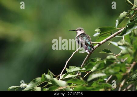 Weibliche Rubinkehlchen Kolibri Perching in einem Kirschbaum im Sommer Stockfoto