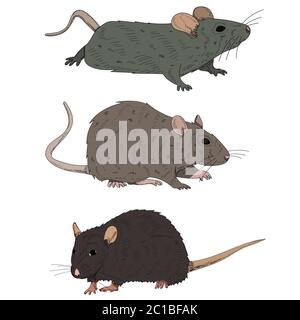 Weißer Hintergrund, Ratte, Maus, Set Stock Vektor