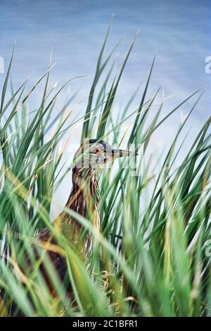 Schwarzer Krönreiher (unreif) - Nycticorax nycticorax cyanocephalus Stockfoto