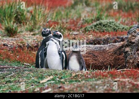 Magellanic Pinguine - Spheniscus magellanicus Stockfoto