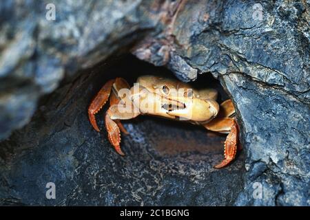 Landkrabbe - Johngarthia lagostoma Stockfoto