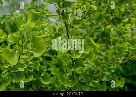 Dekorative Ginko-Buschblätter im Garten Stockfoto