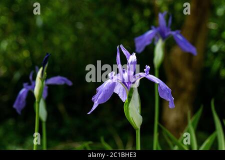 Die Blüte einer bunten japanischen Iris (Iris laevigata 'Variegata') Stockfoto