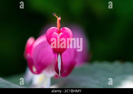 Die Blume eines blutenden Herzens (Lamprocapnos spectabilis) Stockfoto