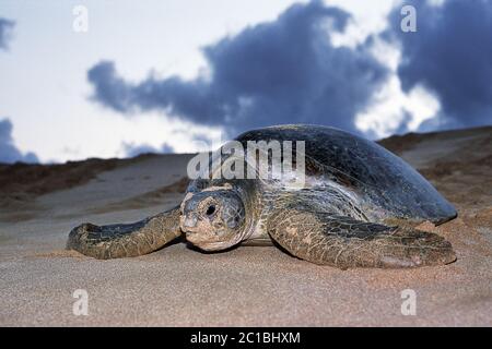 Chelonia mydas Green Turtle - Stockfoto