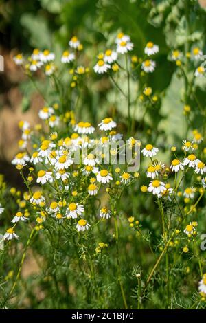 Kamillenblüten in voller Blüte Stockfoto