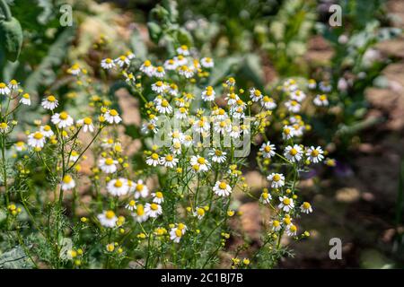 Kamillenblüten in voller Blüte Stockfoto