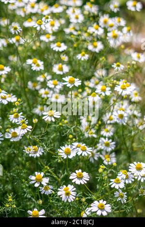 Kamillenblüten in voller Blüte Stockfoto