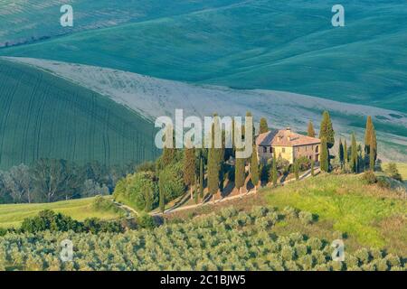 Europa, Italien, Italienisch, Toskana, Bauernhaus mit Zypressenallee in der Nähe von Siena Stockfoto