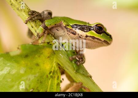 USA, Pazifischer Nordwesten, Oregon, Zentral, Bend, Rancho las hierbas, Frosch im Gewächshaus Stockfoto