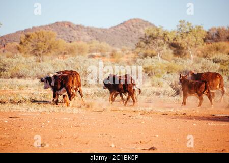 Grasende Kühe im australischen Outback Stockfoto