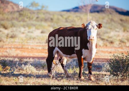 Grasende Kühe im australischen Outback Stockfoto