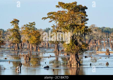 USA, Louisiana, St.Martins Parish, Breaux Bridge, Atchafalaya Basin, Cypress Sumpf Stockfoto