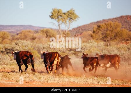 Grasende Kühe im australischen Outback Stockfoto