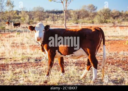 Grasende Kühe im australischen Outback Stockfoto