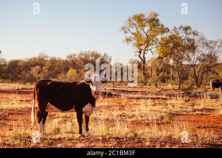 Grasende Kühe im australischen Outback Stockfoto