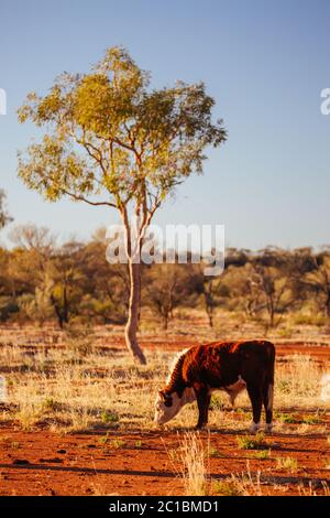 Grasende Kühe im australischen Outback Stockfoto