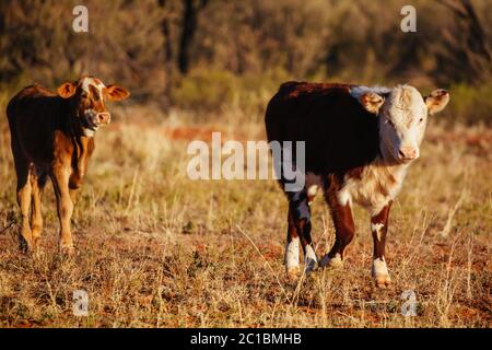 Grasende Kühe im australischen Outback Stockfoto