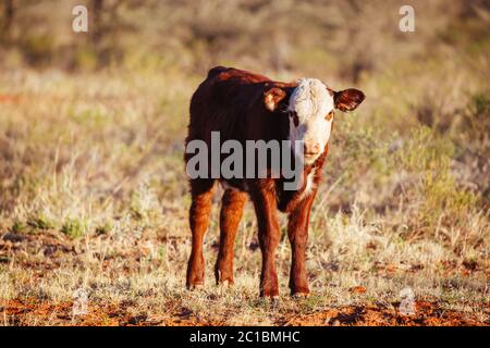 Grasende Kühe im australischen Outback Stockfoto