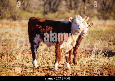 Grasende Kühe im australischen Outback Stockfoto